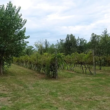 I Vigneti Lido di Scacchi